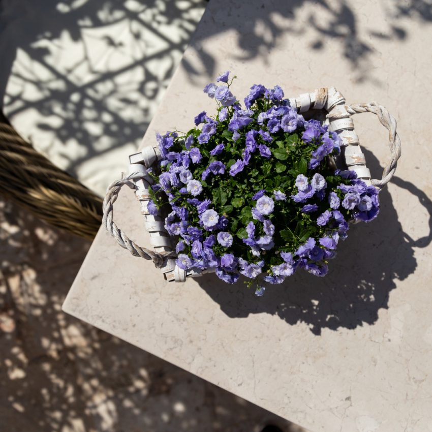 dimora-graziana-1909-superior-il-roseto-32